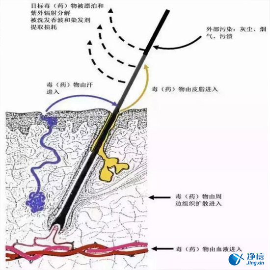  毛發(fā)毒品檢測儀檢測腿毛竟可以測出吸毒?做了全身脫毛也可以？